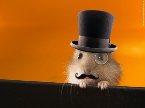 hamster wallpaper. 8 Comments